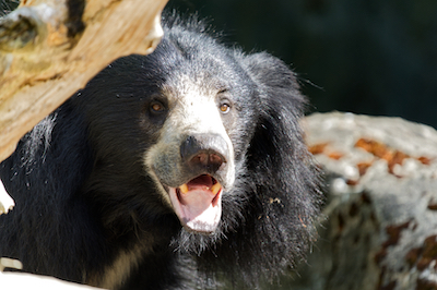 Sloth Bear 2 J7